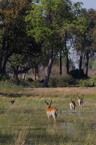 188 Okavango Delta, rode litschie.jpg